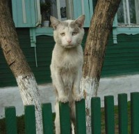 565f255e392d6195c0e1c4e333f26383_i-63кот на заборе.jpg
