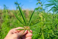 green-leaf-of-marijuana-in-hand_0.jpg