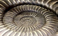 depositphotos_67869573-stock-photo-rare-spiral-shaped-shell-ancient.jpg