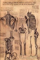 anatomija-cheloveka-vnutrennie-organy-serdce_2_1.jpg