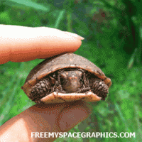 001y24t1.gif