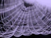 o_1218126621_Summer-2008--07-spider-nets-025web.jpg