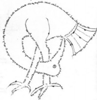 micrography2.jpg