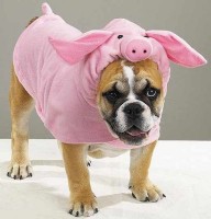 animals16.jpg