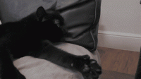 004fpppy.gif