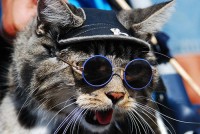 cats_21.jpg