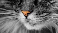 orange-nose.jpg
