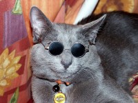 cats_07.jpg