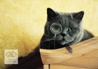 cats_01.jpg