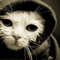 cats_107.jpg