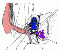 ris235.gif