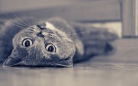 wallpaper-1033980.jpg