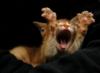 geilescheisse-thumbs-fun-20pics-2067-14.jpg