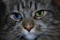 1308459853_eyes_cats_02.jpg