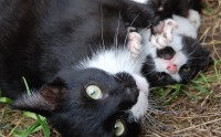 a_cat.JPG