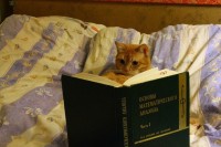 cat_chitatel.jpg