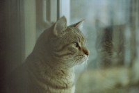 cat_window.jpg