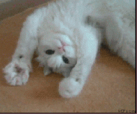 0586fc2f6157.gif