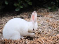 white-rabbit-oregon_56402_990x742.jpg