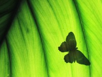 butterfly-shadow-texas_55573_990x742.jpg