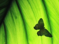 butterfly-shadow-texas_55573_990x742.jpg