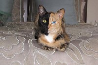 koshka_venera-1.jpg
