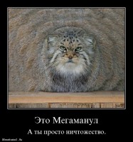 yeto-megamanul_8828_demotivatorz.ru.jpg
