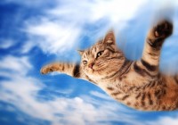 I-Believe-I-Can-Fly-Cat1.jpg