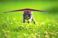 Hey-i-can-fly.jpg